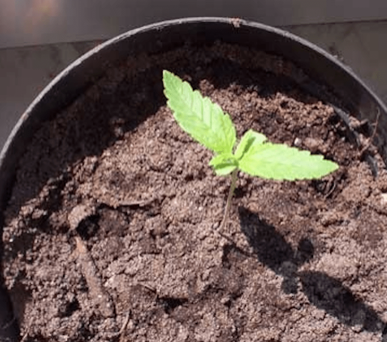 Germinating In Soil