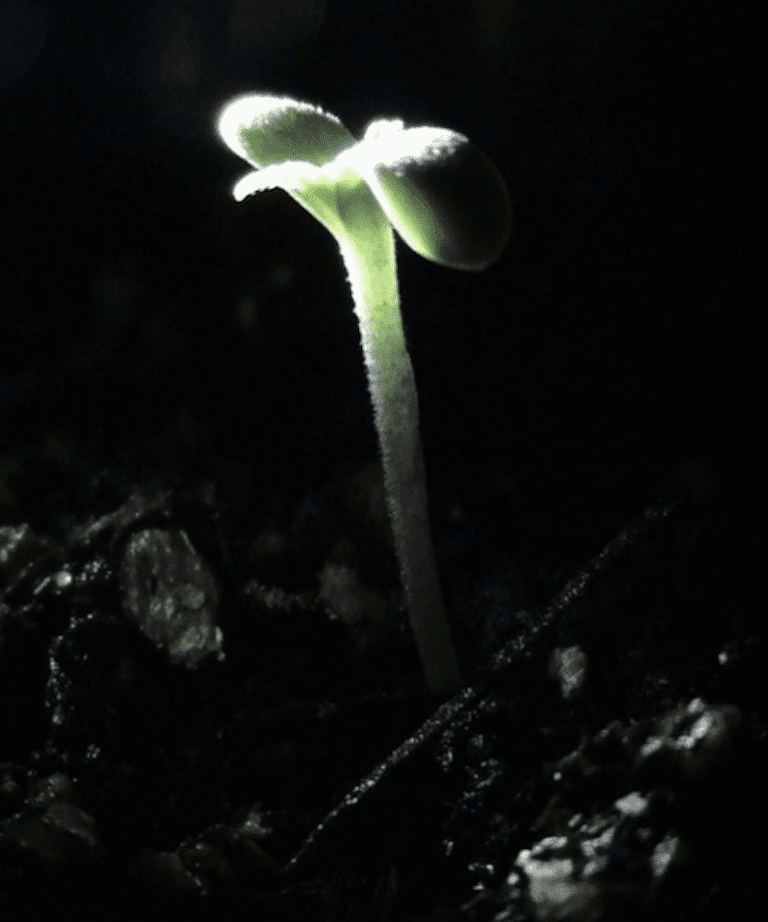 Germination 2