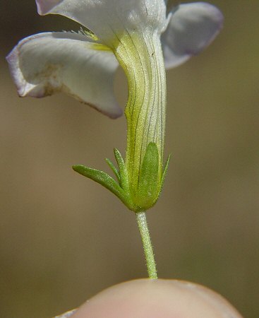Gratiola floridana calyx