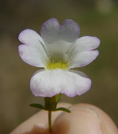 Gratiola floridana flower