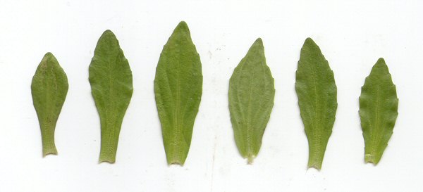 Gratiola floridana leaves