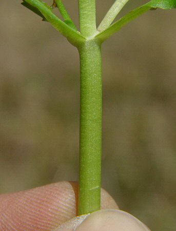 Gratiola floridana lower stem