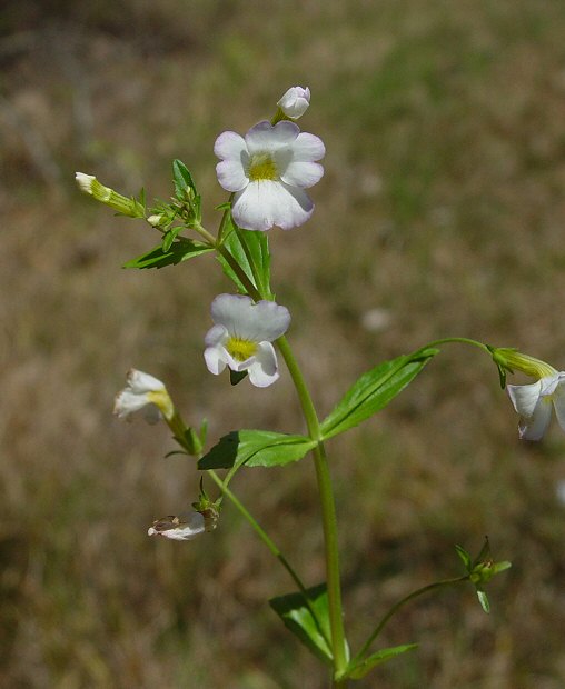 Gratiola floridana plant