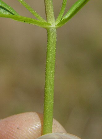 Gratiola floridana upper stem