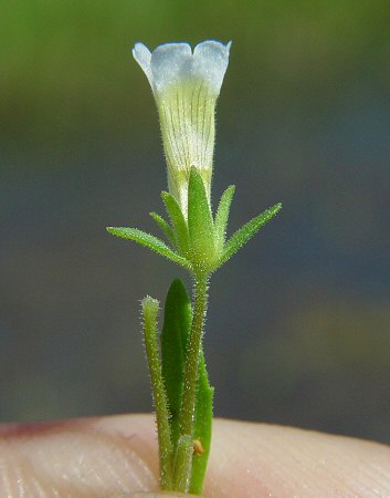Gratiola neglecta calyx