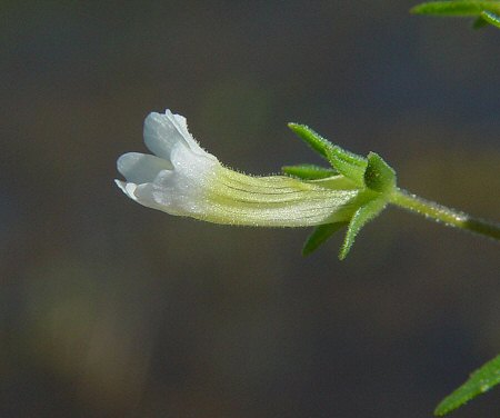 Gratiola neglecta flower