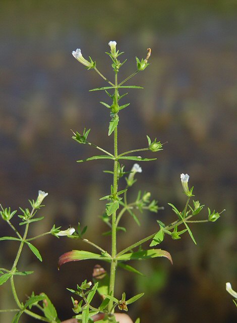 Gratiola neglecta plant