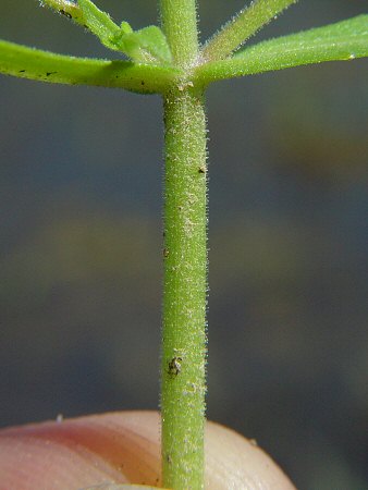 Gratiola neglecta stem