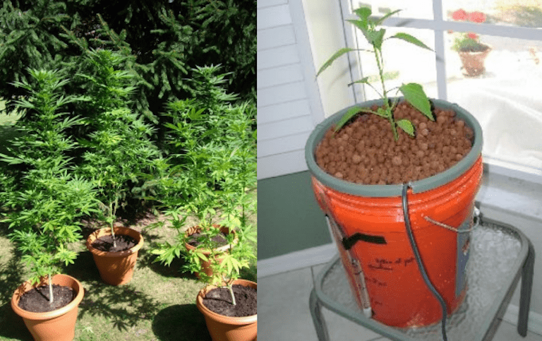 Grow outdoors 1