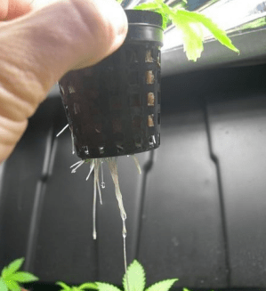 Growing Marijuana Hydroponically 1