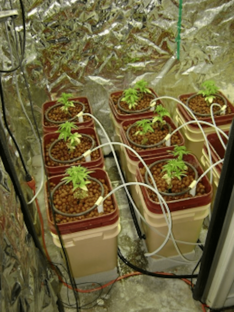 Growing Marijuana Hydroponically 2