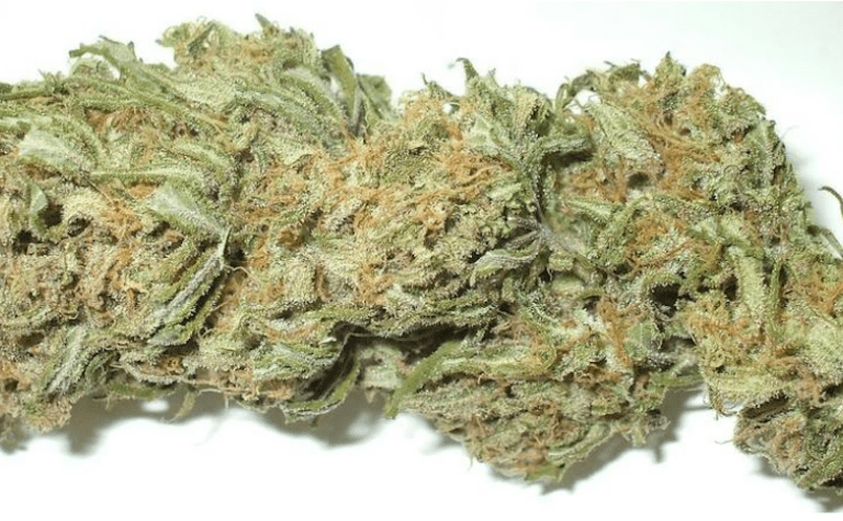 Harvesting Marijuana