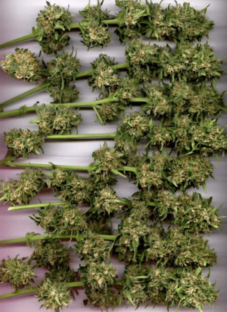 Harvesting Your Buds 1