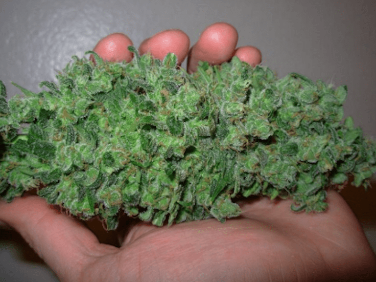 Harvesting Your Buds