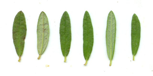 Helianthemum corymbosum leaves