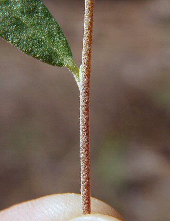 Helianthemum corymbosum stem