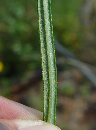 Helianthus angustifolius leaf