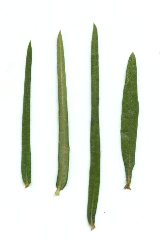 Helianthus angustifolius leaves