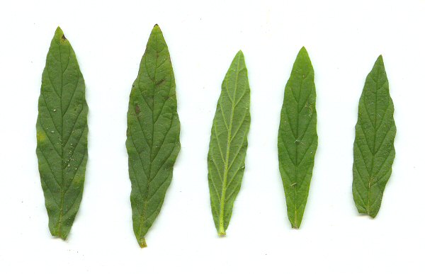 Heliotropium amplexicaule leaves