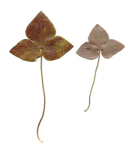 Hepatica acutiloba leaves