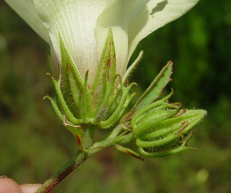 Hibiscus aculeatus calyx