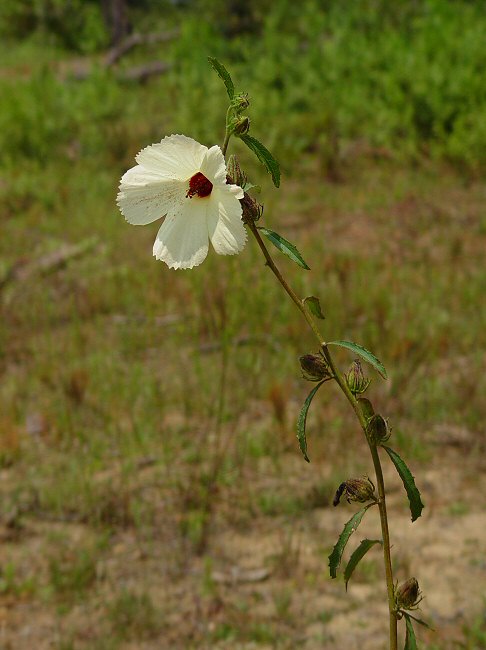 Hibiscus aculeatus plant