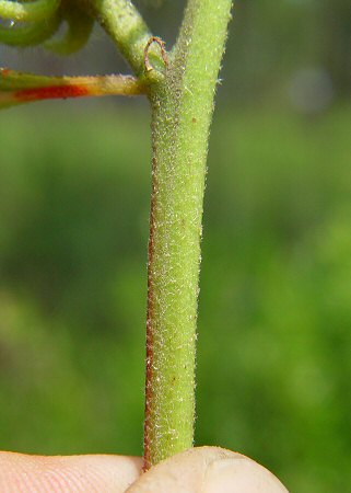 Hibiscus aculeatus stem