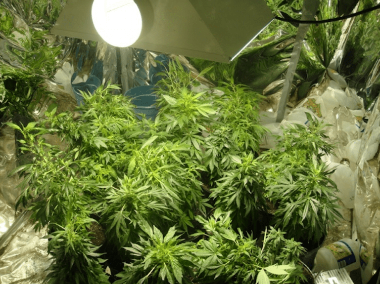 Humidity In a Grow Room