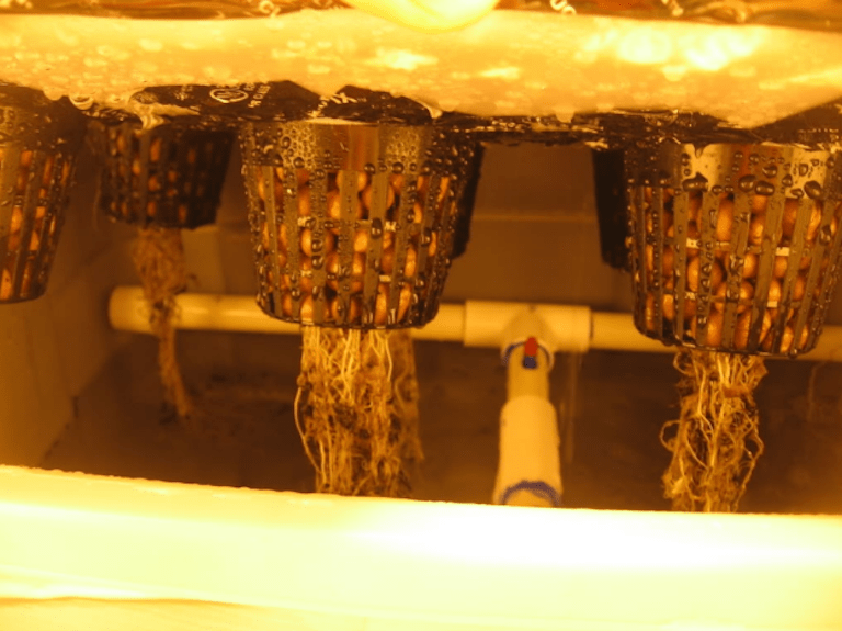 Hydroponic System Water