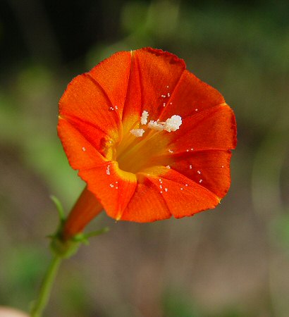 Ipomoea coccinea flower