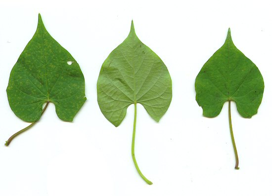 Ipomoea coccinea leaves