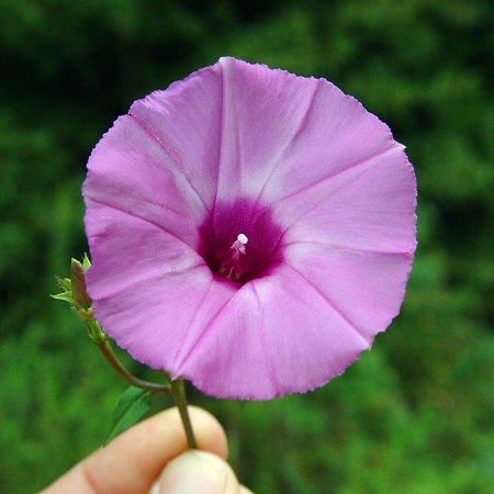 Ipomoea cordatotriloba flower