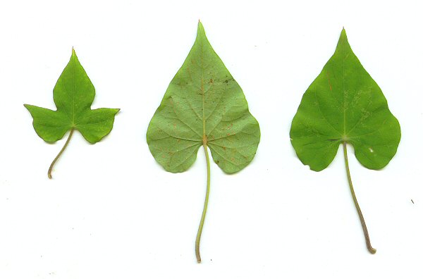 Ipomoea cordatotriloba leaves