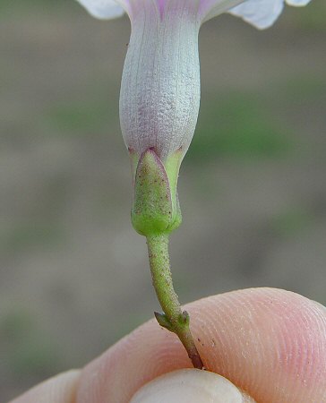 Ipomoea wrightii calyx