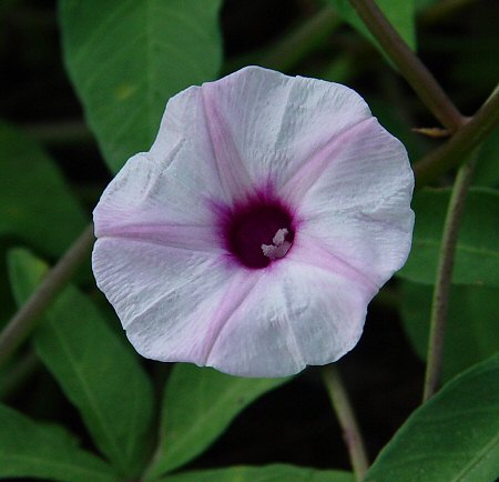 Ipomoea wrightii flower