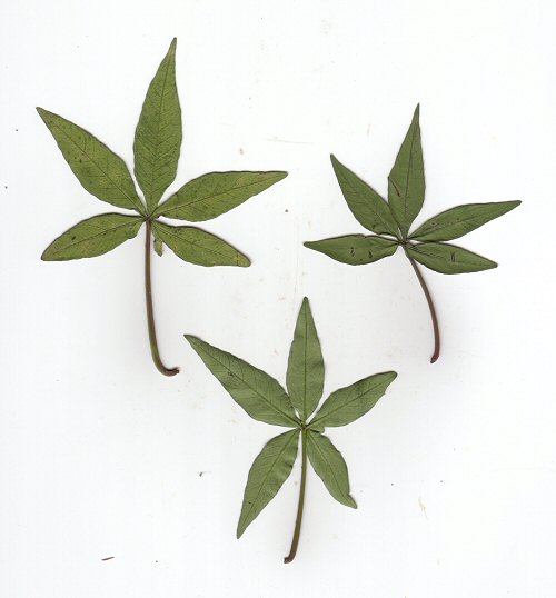 Ipomoea wrightii leaves