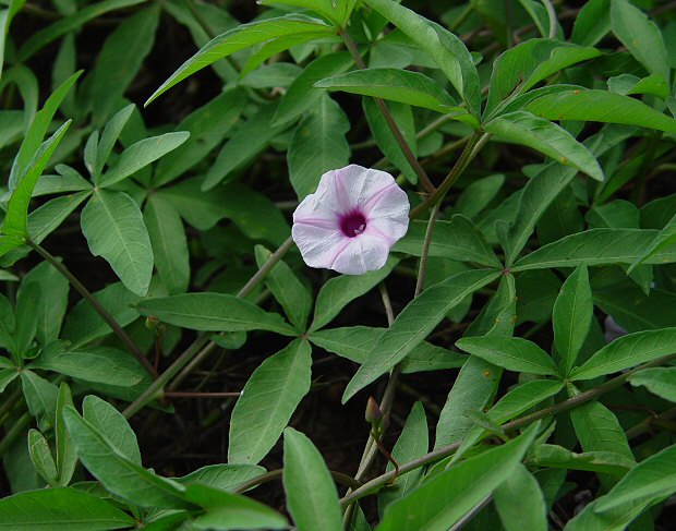 Ipomoea wrightii plant