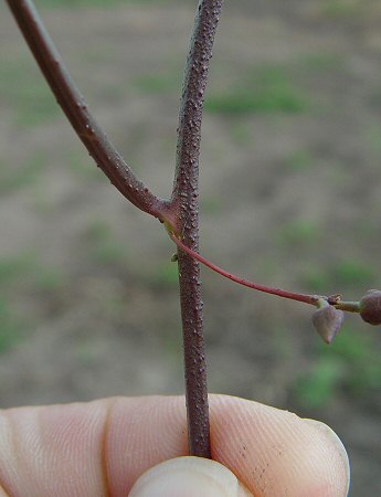 Ipomoea wrightii stem