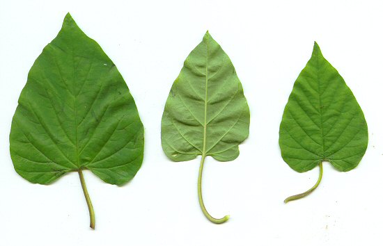 Jacquemontia tamnifolia leaves