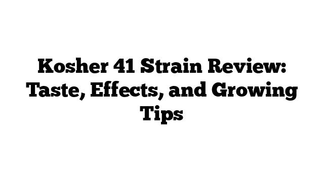Kosher 41 Strain Review: Taste, Effects, and Growing Tips
