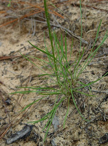 Liatris tenuifolia base
