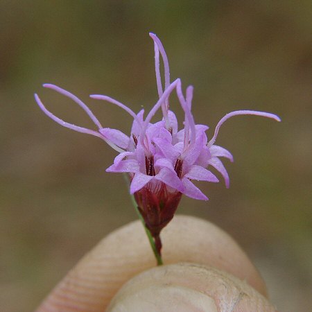 Liatris tenuifolia flowers
