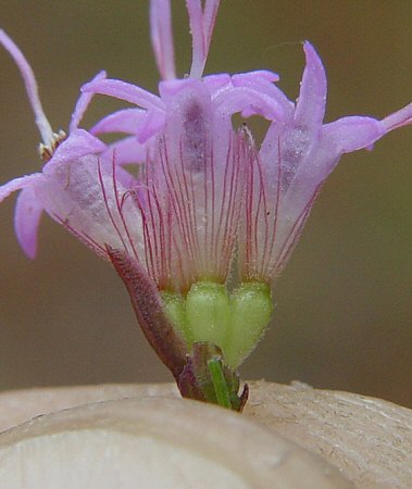 Liatris tenuifolia pappus