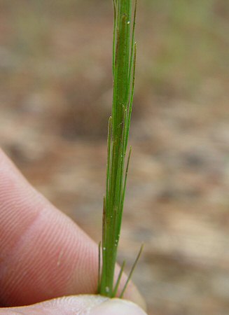 Liatris tenuifolia stem