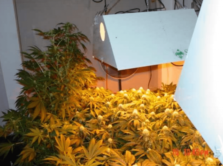 Lighting in hydroponic