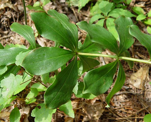Lilium michauxii leaves