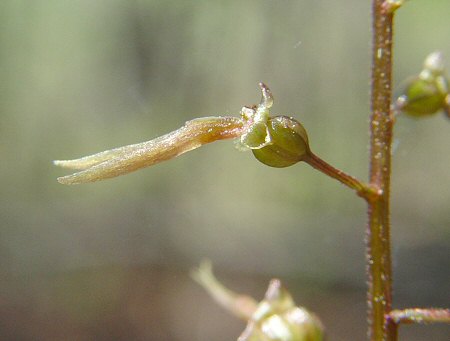 Listera australis flower