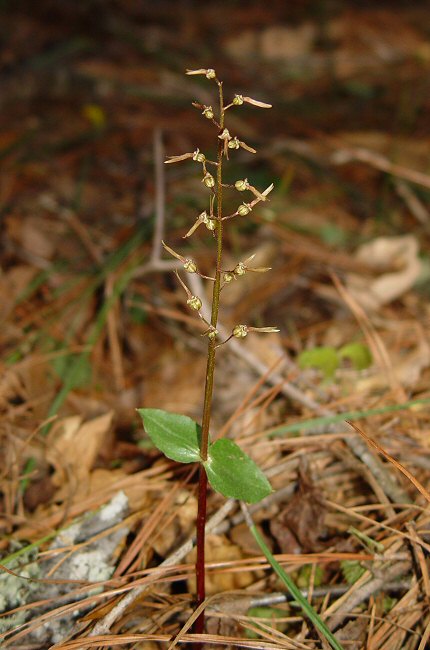 Listera australis plant