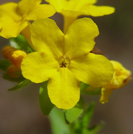 Lithospermum caroliniense flower