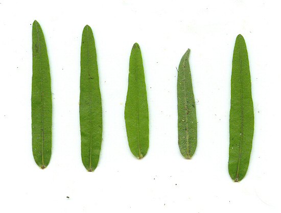 Lithospermum caroliniense leaves
